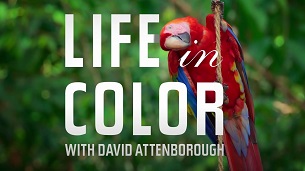 Attenborough’s Life in Colour (2021)