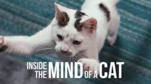 Inside the Mind of a Cat (2022)