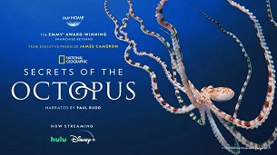 Secrets of the Octopus (2024)